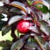 Hollywood Asian Plum