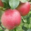 Combination Heritage Apple Tree (3 Varieties) -Fruit Tree Shop httpraintreenursery.netpa720s 02
