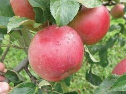 Wolf River Apple -Fruit Tree Shop httpraintreenursery.netpa720s wolfriver1 cc2662c6 b61b 4ab0 b8a8 42e171eb72fb