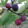 Premier Beach Plum -Fruit Tree Shop httpraintreenursery.netpbeech plum pg 49