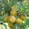 Hudson's Golden Gem Apple -Fruit Tree Shop husdon gigapixel standard scale 6 00x f9128a9d 8164 44ce b011 ef80ba502dff