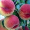 HW 272 Peach 2 HW 272 Peach -Fruit Tree Shop hw 272 peach
