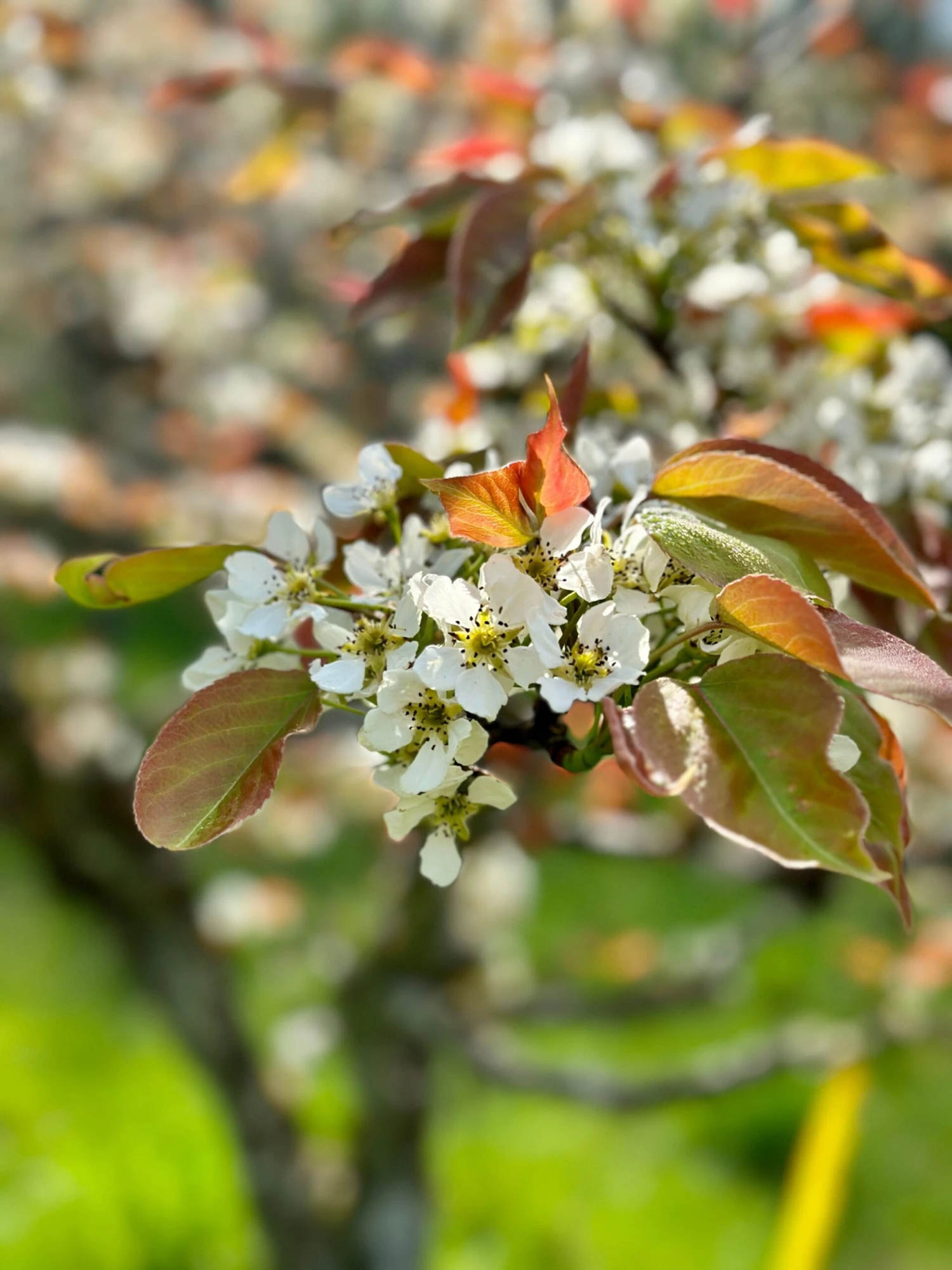 Shinsui Asian Pear 4 Shinsui Asian Pear - Image 2