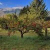 Zestar Apple 1 Zestar Apple -Fruit Tree Shop img 20180924 090547 02 1