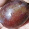 Imperial Epineuse European Plum 2 Imperial Epineuse European Plum -Fruit Tree Shop imperial epineuse