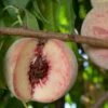 Indian Free Peach -Fruit Tree Shop indian free peach