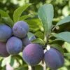 Italian Prune European Plum 1 Italian Prune European Plum -Fruit Tree Shop italianprune 1