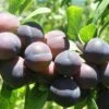 Jam Session European Plum 1 Jam Session European Plum -Fruit Tree Shop jams session 1 1 1
