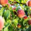 Pretty Perfect Peach Bundle No.1 -Fruit Tree Shop juicy peaches hang on a branch 6