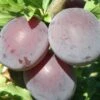 Kuban Comet Asian Plum 2 Kuban Comet Asian Plum -Fruit Tree Shop k comet 1 1