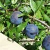 Kirke's Blue European Plum -Fruit Tree Shop kirkes blue 1 1