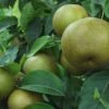 Korean Giant Asian Pear -Fruit Tree Shop korean giant 1