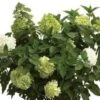Limelight® Hydrangea