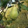 Limon Quince 2 Limon Quince -Fruit Tree Shop limon quince 1