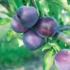 Methley Asian Plum