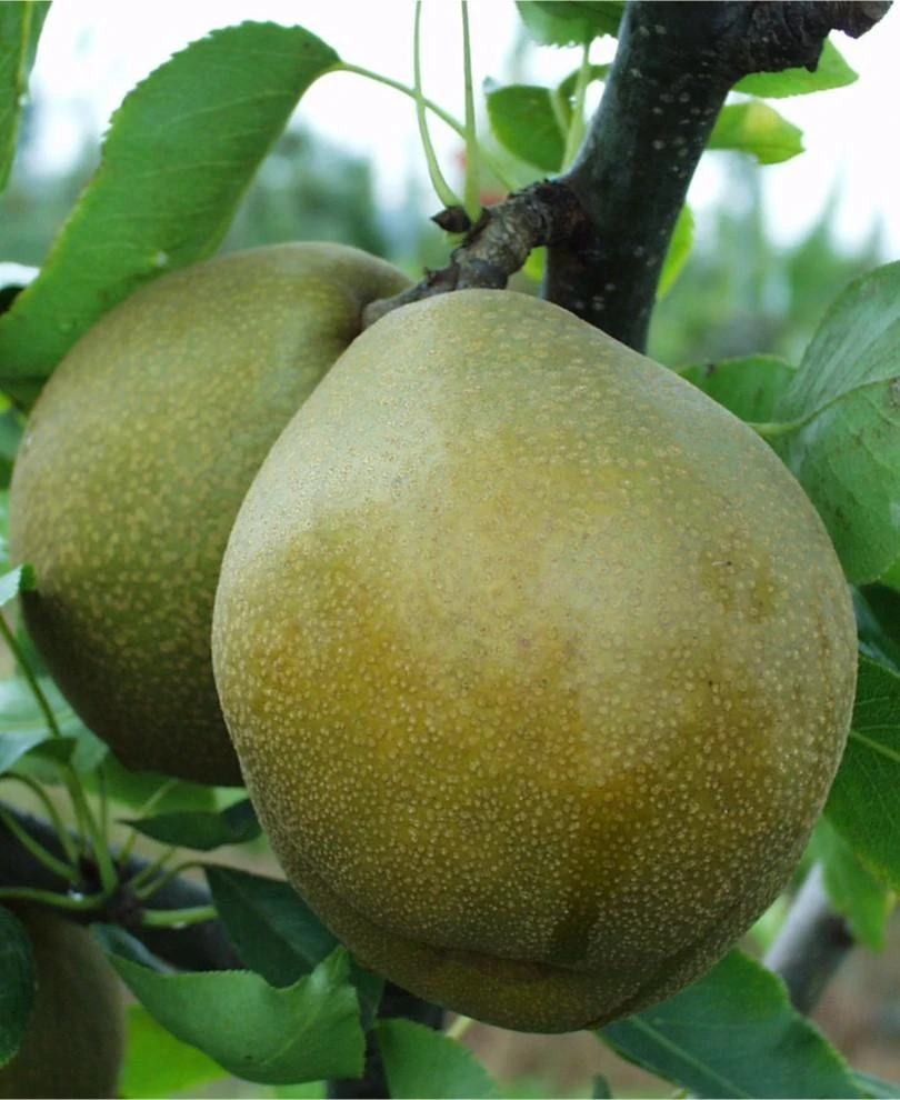 Mishirasu Asian Pear 3 Mishirasu Asian Pear