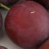 Monsieur Hatif European Plum 1 Monsieur Hatif European Plum -Fruit Tree Shop monsiieur hatif 1