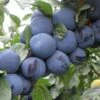 Mount Royal European Plum -Fruit Tree Shop mt royal plum 1