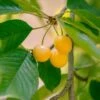 Nugent Cherry 2 Nugent Cherry -Fruit Tree Shop nugent cherry