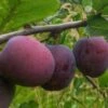 Opal European Plum -Fruit Tree Shop opal plum 1