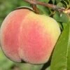 Kit Donnell Peach 1 Kit Donnell Peach -Fruit Tree Shop peaches c507 kit donnell 1