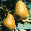 Highland European Pear -Fruit Tree Shop pears b120 highland