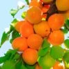Tilton Apricot -Fruit Tree Shop plantnet rootstock apricot dwarf tilton