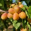 Puget Gold Apricot -Fruit Tree Shop puget gold apricot