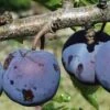 Royal European Plum Bundle No. 1 -Fruit Tree Shop purple gage 1 490x735 crop cent gigapixel low res scale 2 00x b6056281 7c06 4bc6 ba50 987f8d0d0f5e