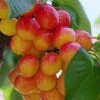 Rainier Cherry 2 Rainier Cherry -Fruit Tree Shop rainier cherry 1