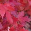 Red Sunset® Maple Tree 2 Red Sunset® Maple Tree -Fruit Tree Shop redsunsetmaple