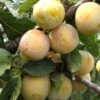 Reine De Mirabelle European Plum -Fruit Tree Shop reine mirabelle 1