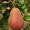 Rescue European Pear -Fruit Tree Shop rescue pear 1 1 1