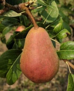 Rescue European Pear