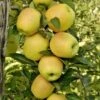 Golden Treat™ Urban™ Columnar Apple