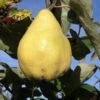 Seker Gevrek Quince -Fruit Tree Shop seker
