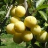 Parfume De September European Plum -Fruit Tree Shop septembre mirabelle 1 1