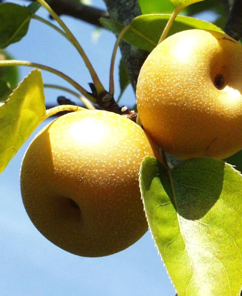 Shinsui Asian Pear 3 Shinsui Asian Pear