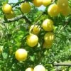 Shiro Asian Plum -Fruit Tree Shop shiro 1