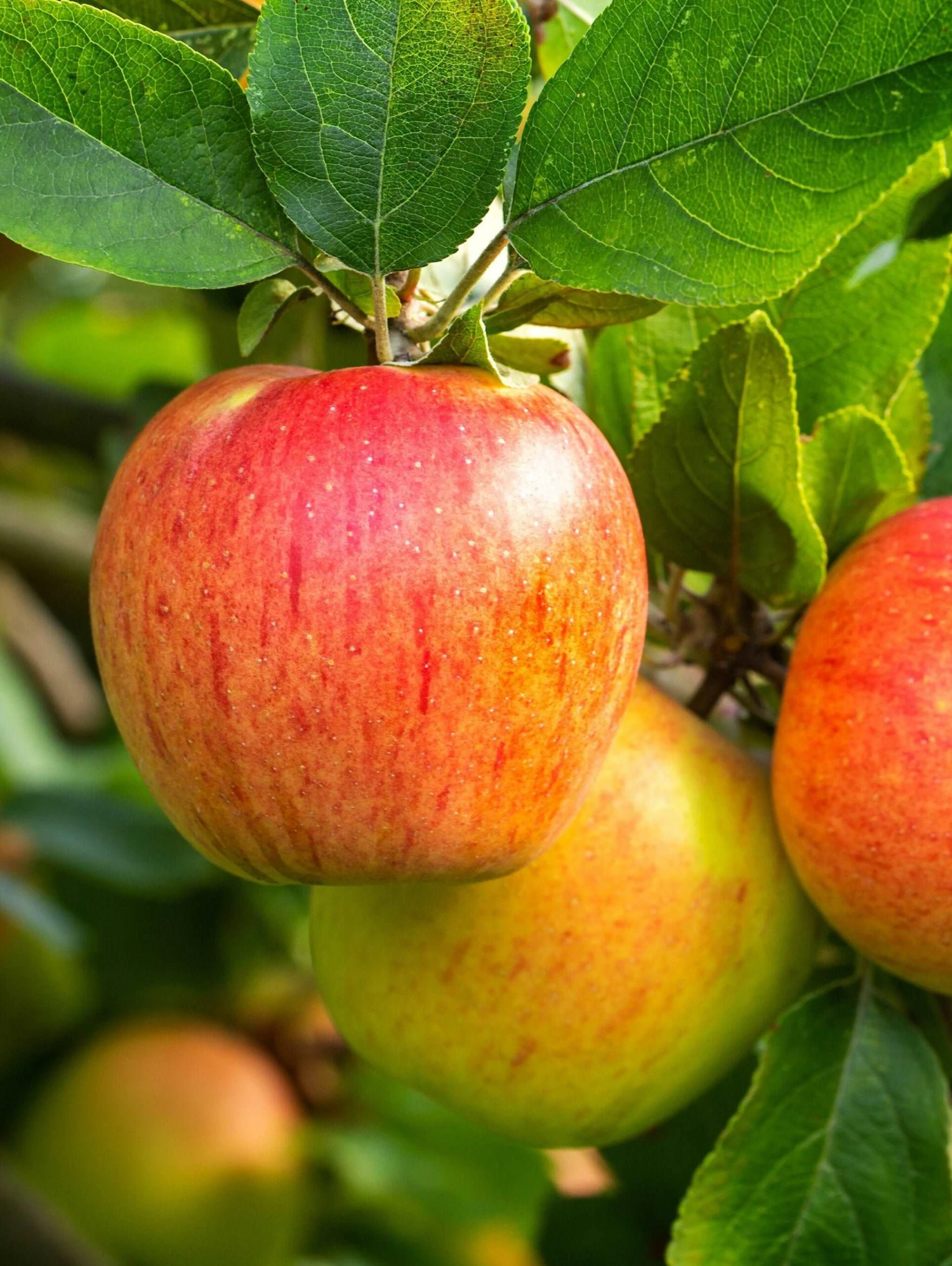 Tompkins King Apple Tree 3 Tompkins King Apple Tree