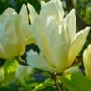 Elizabeth Magnolia 1 Elizabeth Magnolia -Fruit Tree Shop shutterstock 1383157025 1