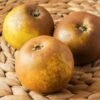 Egremont Russet Apple -Fruit Tree Shop shutterstock 1548607520 1