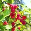 Dolgo Crabapple -Fruit Tree Shop shutterstock 1664375074 1