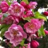 Pink Cloud Crabapple 1 Pink Cloud Crabapple -Fruit Tree Shop shutterstock 1689034981 1