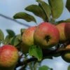 Rubinette Apple 2 Rubinette Apple -Fruit Tree Shop shutterstock 1700562049 1 1