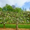 2 Tier Apple Espalier Combo Tree (2 Varieties) -Fruit Tree Shop shutterstock 310804814 1 2