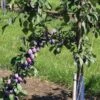 Prune D'Ente 707 European Plum -Fruit Tree Shop shutterstock 35830549 1 1 1