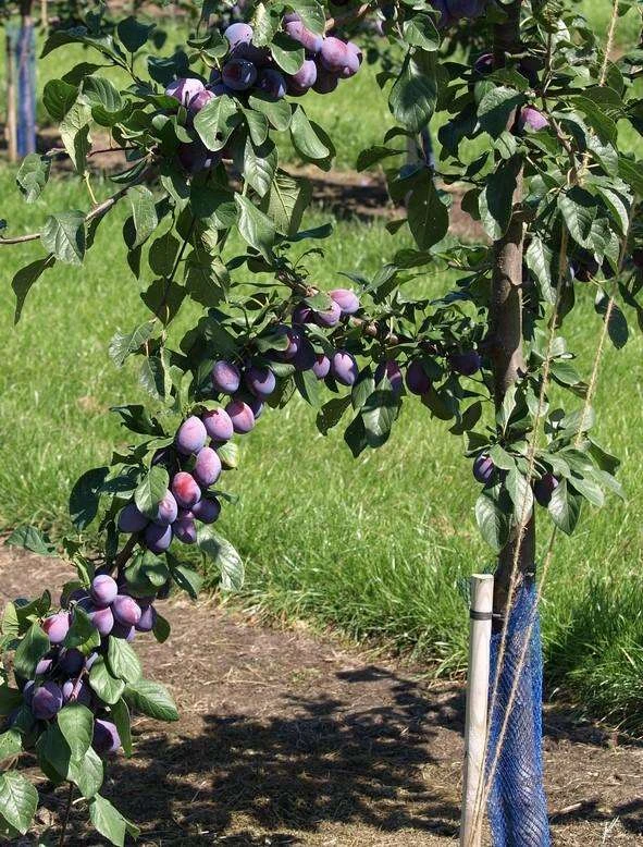 Prune D'Ente 707 European Plum 3 Prune D'Ente 707 European Plum