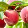 Nanaimo™Peach 1 Nanaimo™Peach -Fruit Tree Shop shutterstock 461362930 bb8408d5 b691 461e b9de bba76d983cfd 1 1