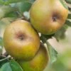Ashmead's Kernel Apple 1 Ashmead's Kernel Apple -Fruit Tree Shop shutterstock 511724 2 1